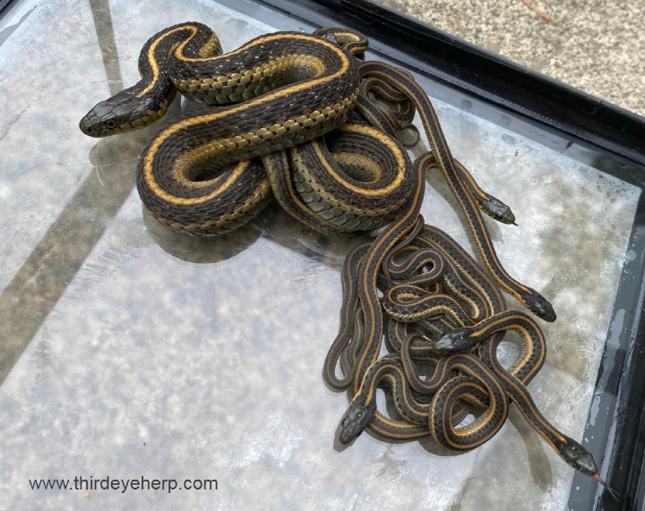 Aquatic Garter Snake